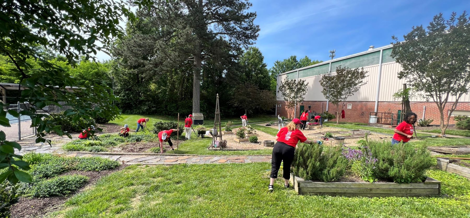 A group of people wearing red shirts are gardening and tending to plants in an outdoor community garden beside a large building on a sunny day.